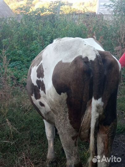 Продам корова стельная
