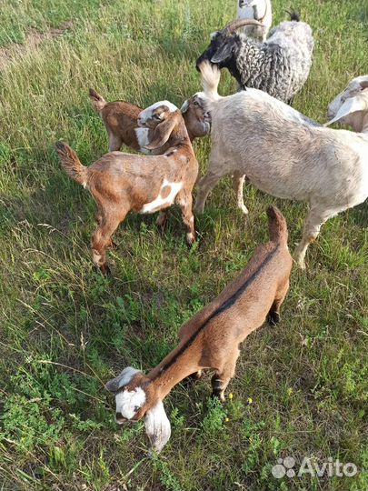 Козы, козлята