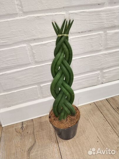 Сансевиерия косичкой комнатные растения цветы