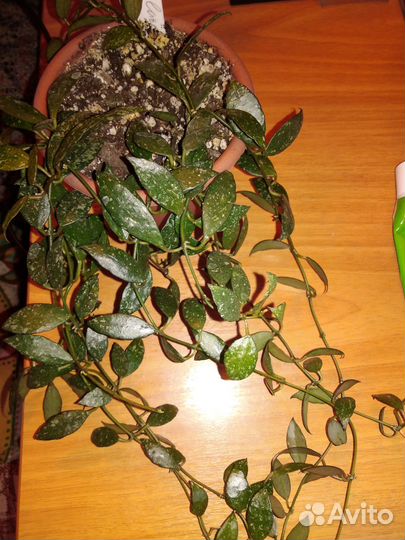 Хойя Лакуноза перангин, и другие хойи