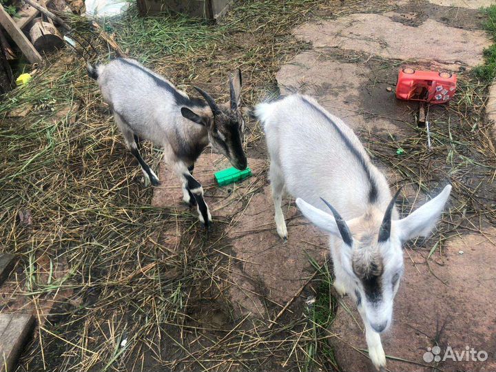 Козлята