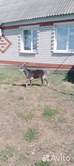 Козел ламанча