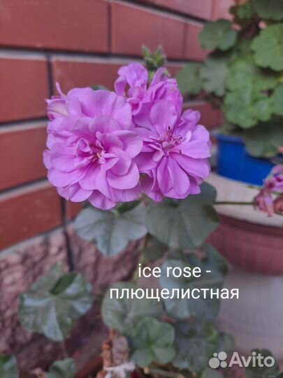 Пеларгонии