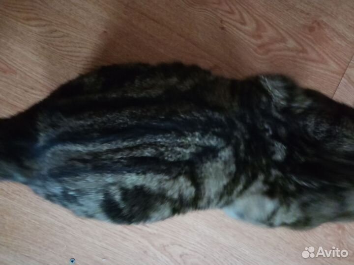 Шотландский кот вязка