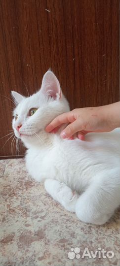 Белоснежный котик