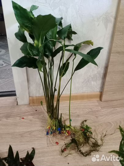 Растения для аквариума