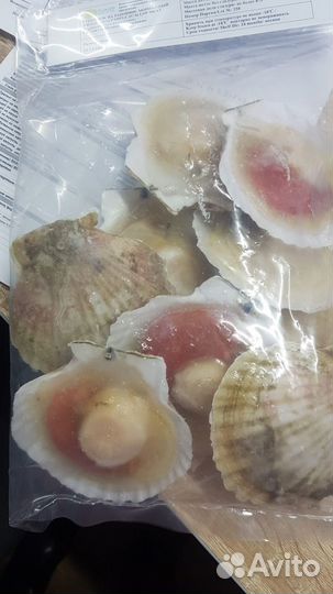 Устрицы и гребешки