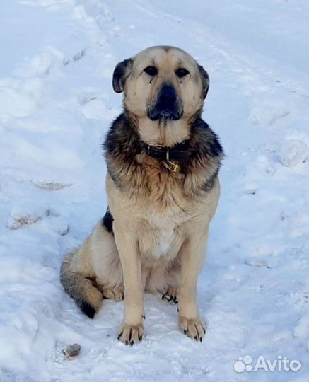 Найде нужен дом