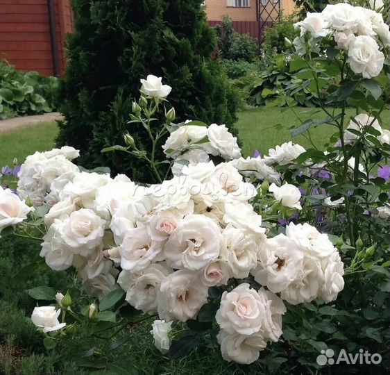 Розы в ассортименте