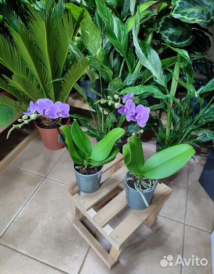 Орхидея фаленопсис Violet Queen