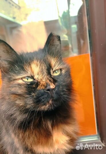 Домашняя кошка брошена у магазина