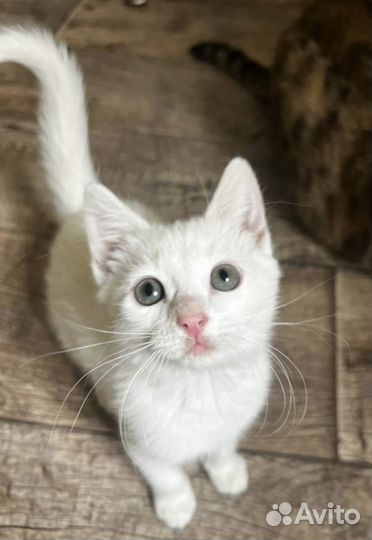 Белоснежная малышка в поисках дома