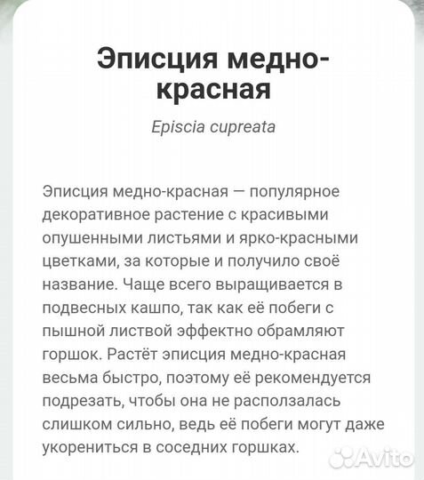 Эписция медно-красная