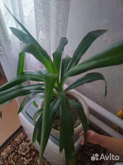 Пальма юкка