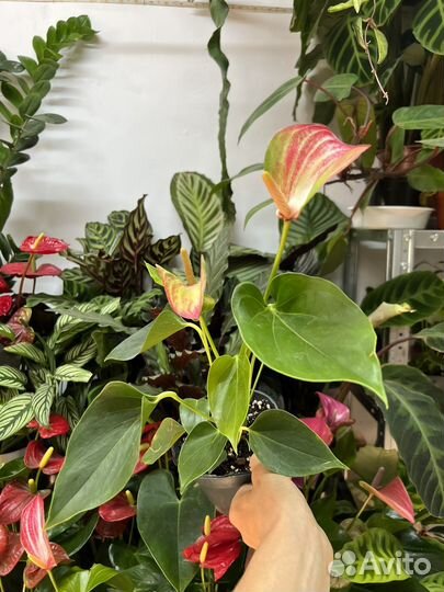 Колекционный Антуриум ливиум