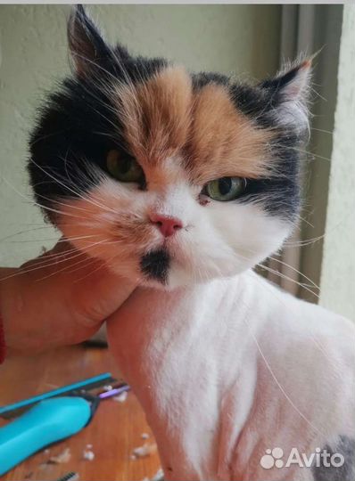 Стрижка кошек и собак опытным грумером