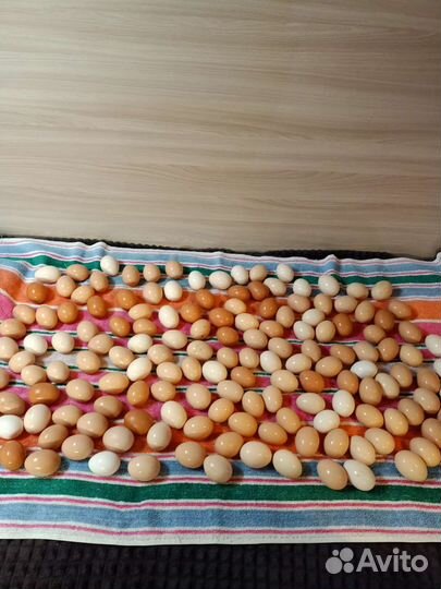 Яйцо инкубационное