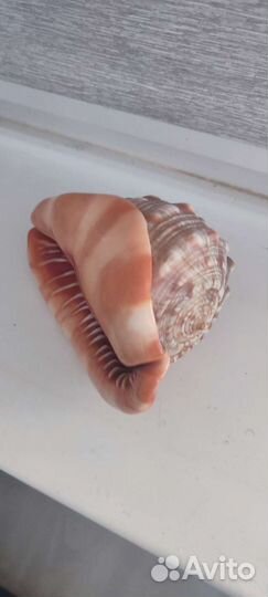 Ракушка морская большая