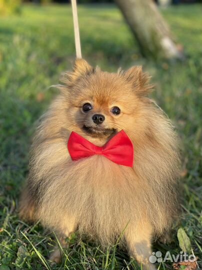 Немецкий шпиц для вязки