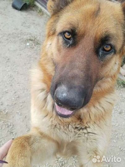 Немецкая овчарка вязка