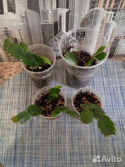 Декабристы, Филодендрон Медуза