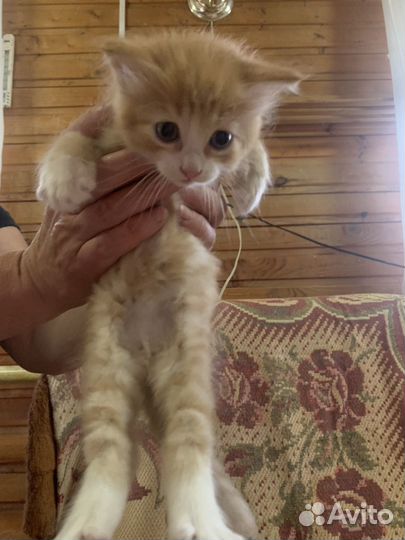 Котик рыжий мальчик