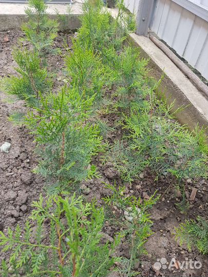 Туя восточная