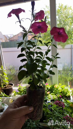 Рассада тайдалов