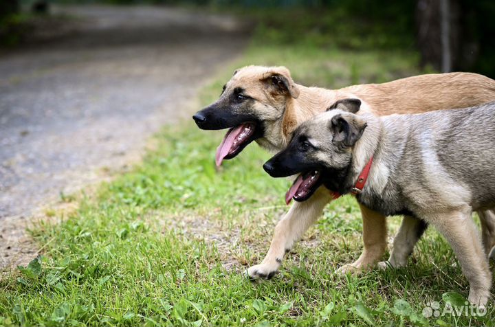 Щенок девочка Веста 4 мес