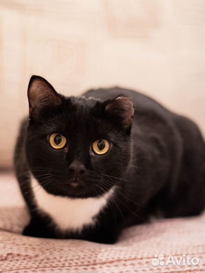 Чарли хочет домой