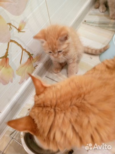 Котята мейн-кун помесь