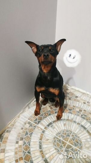 Вязка цвергпинчер