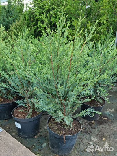 Можжевельники большой выбор