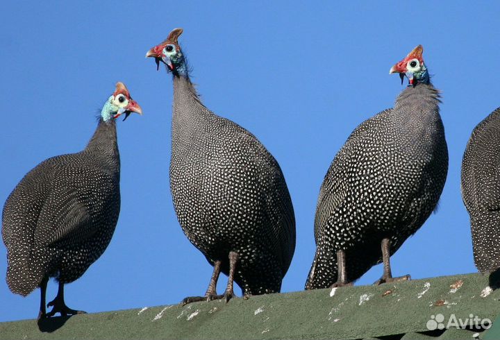 Инкубационное яйцо цесарки