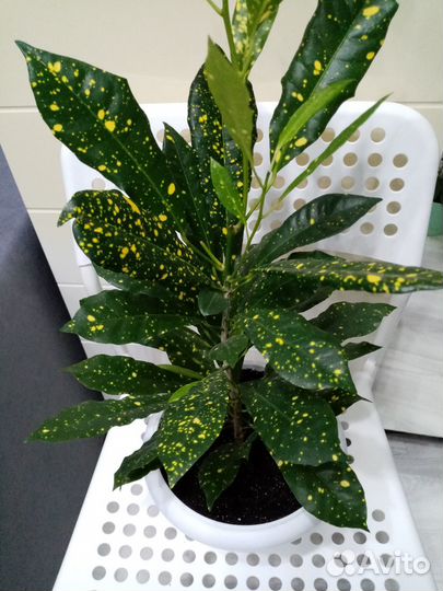 Кротон аукуболистный