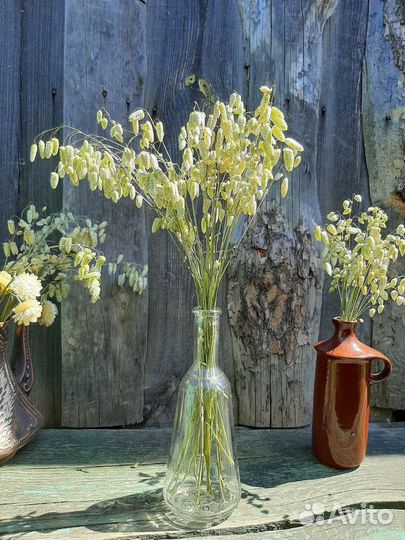 Сухоцветы колосья