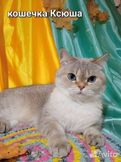 Осенние котейки