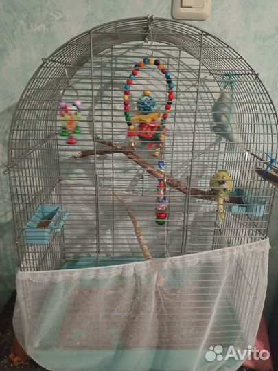 Попугаи с клеткой