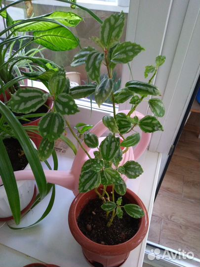 Пилея Кадиера