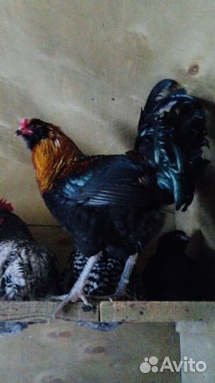 Молодые петухи