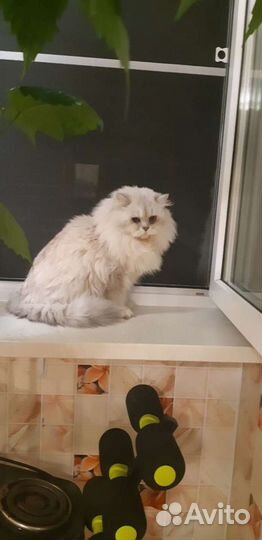 Британский Кот на вязку