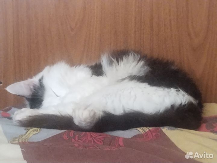 Отдам кота в добрые руки