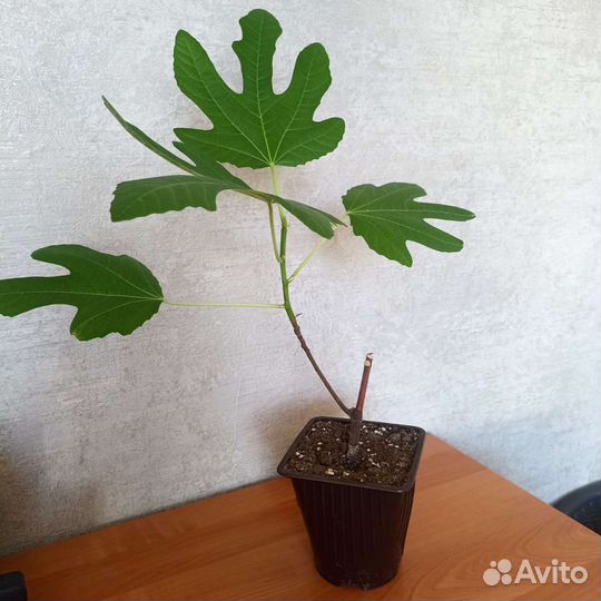 Саженцы инжира