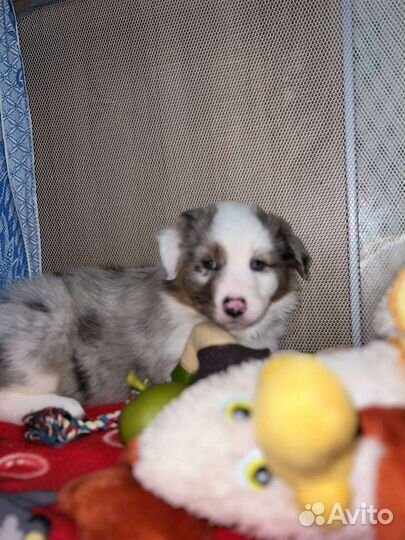 Щенки аусси