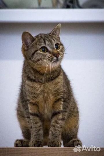 Кошечку отобрали у алкашей