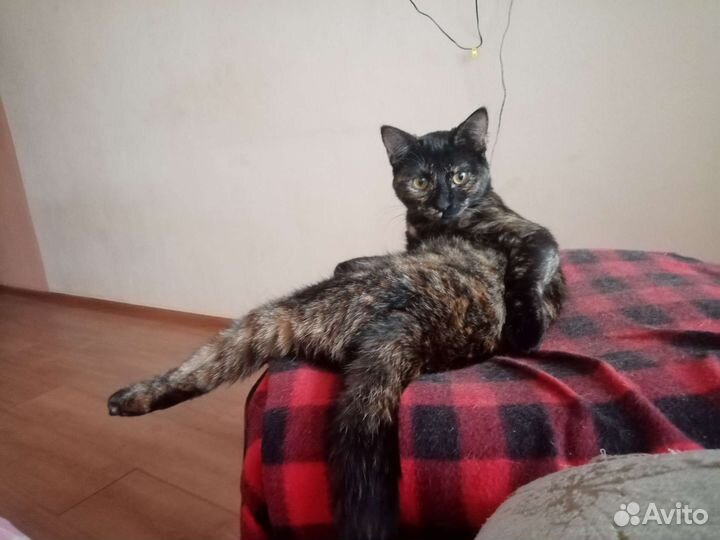 Кошка Машка
