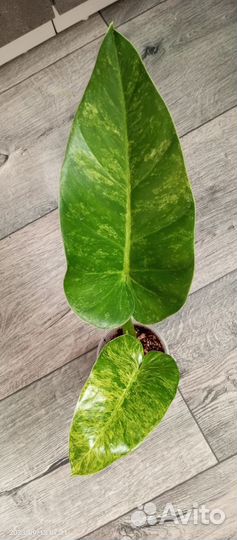 Филодендрон гигантум вариегатный