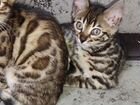 Бенгальские котята девочки, отличный подарок на Но объявление продам