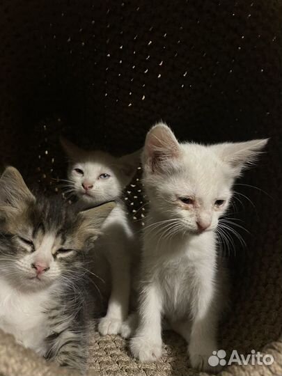 Котята в добрые руки