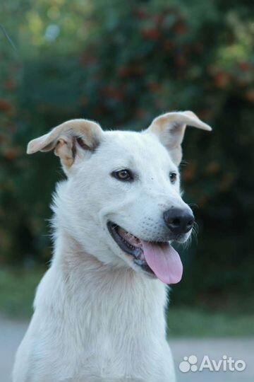 Щенок домашний бесплатно